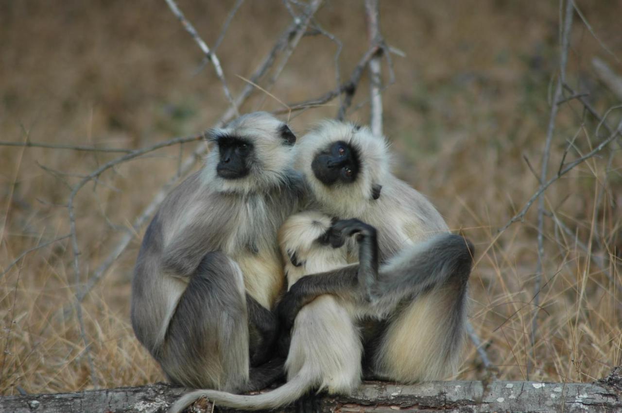 Bandhavgarh Jungle Lodge Tāla المظهر الخارجي الصورة