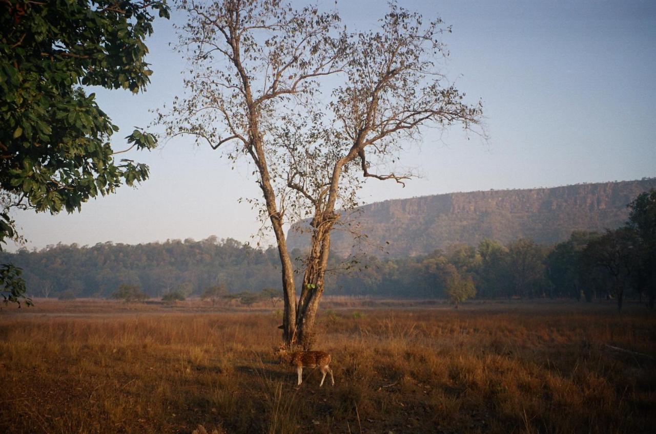 Bandhavgarh Jungle Lodge Tāla المظهر الخارجي الصورة